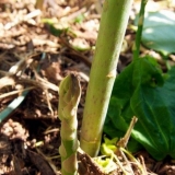 Grah šparoga - najbolje sorte